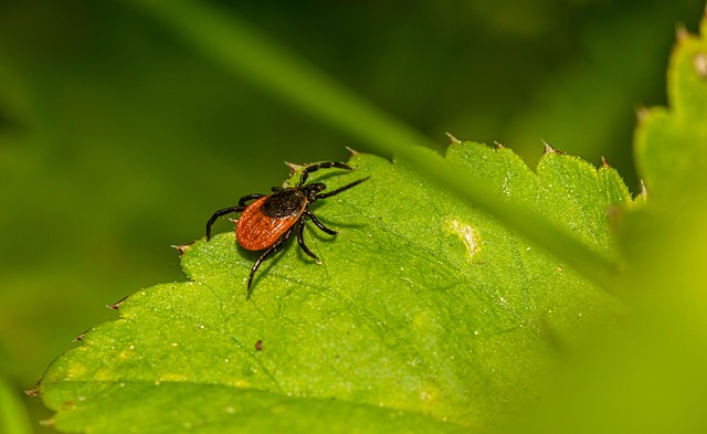Tick Prevention Tips