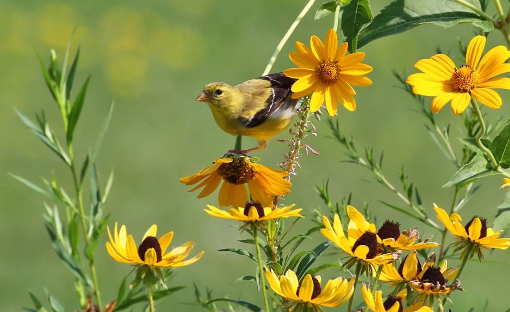 Wisconsin Native Plants
